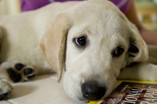 marley